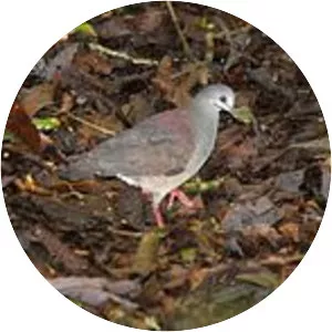 Purplish-backed quail-dove - Bird