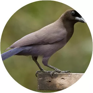 Purplish jay