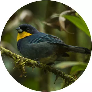 Purplish-mantled tanager