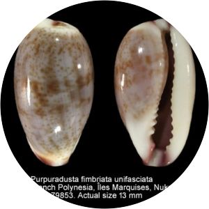 Purpuradusta fimbriata - Animal