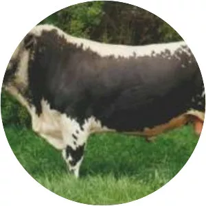 Pustertaler Sprinzen (Pustertaler Schecken)