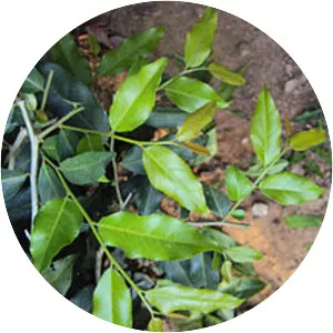 Putranjiva roxburghii - 