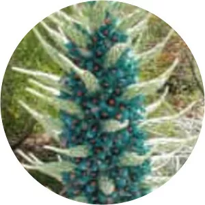 Puya berteroniana