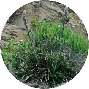Puya boliviensis - Plants