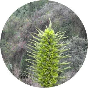 Puya chilensis - Plants