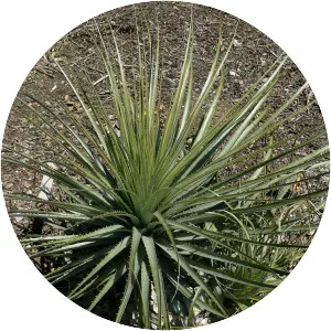 Puya coerulea