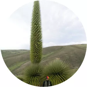 Puya raimondii