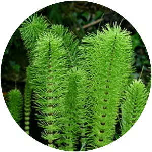 Puzzlegrass - Plants