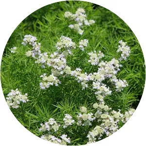 Pycnanthemum tenuifolium - Plants