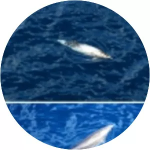 Pygmy beaked whale