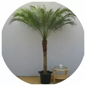 Pygmy date palm - Plants