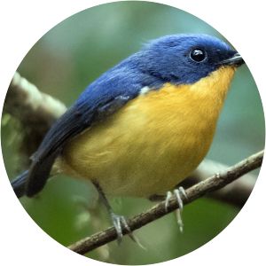 Pygmy flycatcher - 