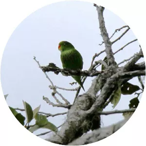 Pygmy lorikeet