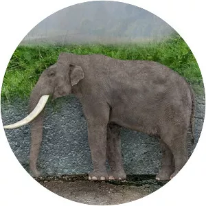 Pygmy mammoth - Animal
