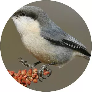 Pygmy nuthatch