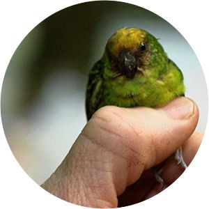 Pygmy parrot