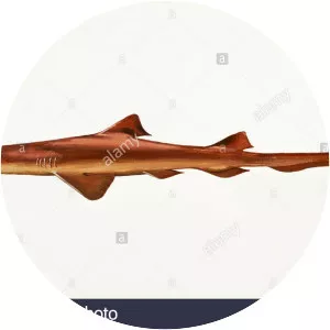 Pygmy ribbontail catshark