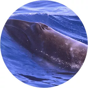 Pygmy right whale