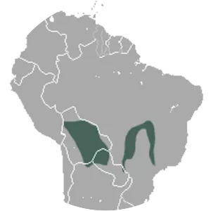 Pygmy short-tailed opossum - Animal