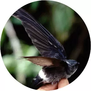 Pygmy swiftlet - 