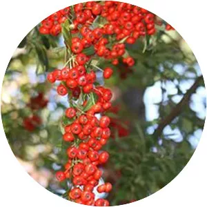 Pyracantha crenatoserrata