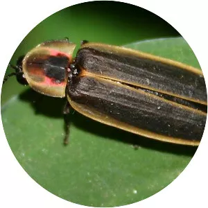 Pyractomena