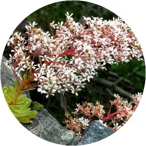 Pyramidal saxifrage