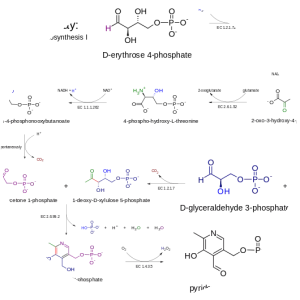 Pyridoxal phosphate - 