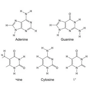 Pyrimidine - Chemical compound