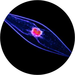 Pyrocystis fusiformis - Algae