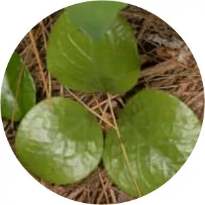 Pyrola americana - 