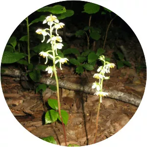 Pyrola japonica