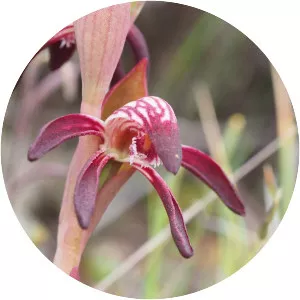 Pyrorchis nigricans - 