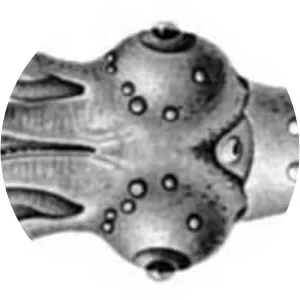 Pyroteuthis margaritifera