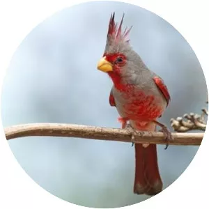 Pyrrhuloxia - Bird