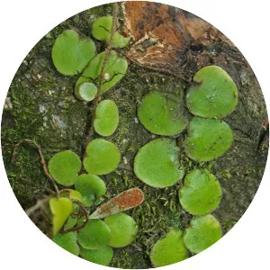 Pyrrosia nummularifolia - Plants