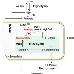 Pyruvate carboxylase - Protein