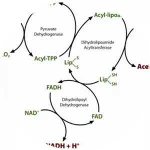 Pyruvate dehydrogenase - 