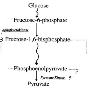 Pyruvate kinase - 