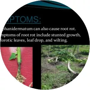 Pythium aphanidermatum