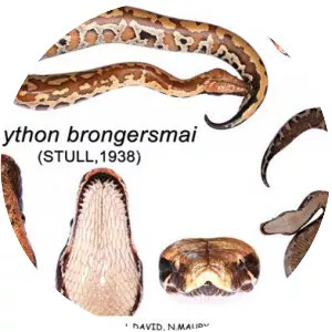 Python brongersmai