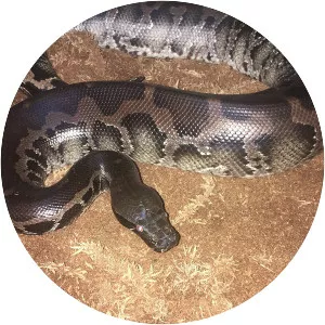 Python curtus - Snakes