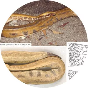 Python kyaiktiyo
