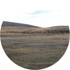 Qazaqtyng Usaqshoqylyghy - 