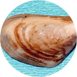 Quagga mussel
