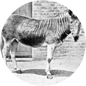 Quagga