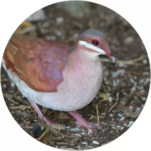 Quail-dove - Bird