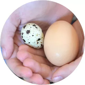 Quail eggs photograph