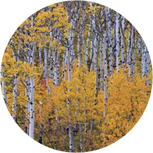Quaking aspen - Plants