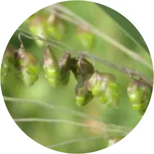 Quaking-grass - Plants